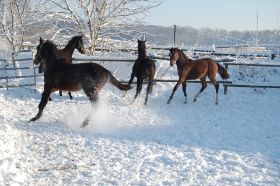 Hochzeit2010.12.10 290.jpg