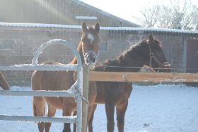 Hochzeit2010.12.10 297.jpg