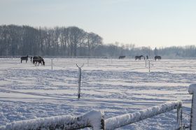 Hochzeit2010.12.10 308.jpg